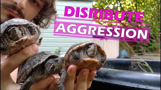 Three Ways To Deal With Aggression Between Turtles