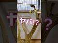 【白血病の子猫むぎ】ちょっと離れたら網戸破って外に逃げた!!こっわ!!!