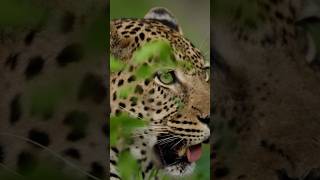 O Predador que Entra em Transe: O Segredo da Onça-Pintada 🐆✨ #natureza #vidaselvagem #animais