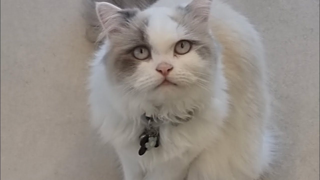 Meow cat many cats around cat cafe Dubai YouTube