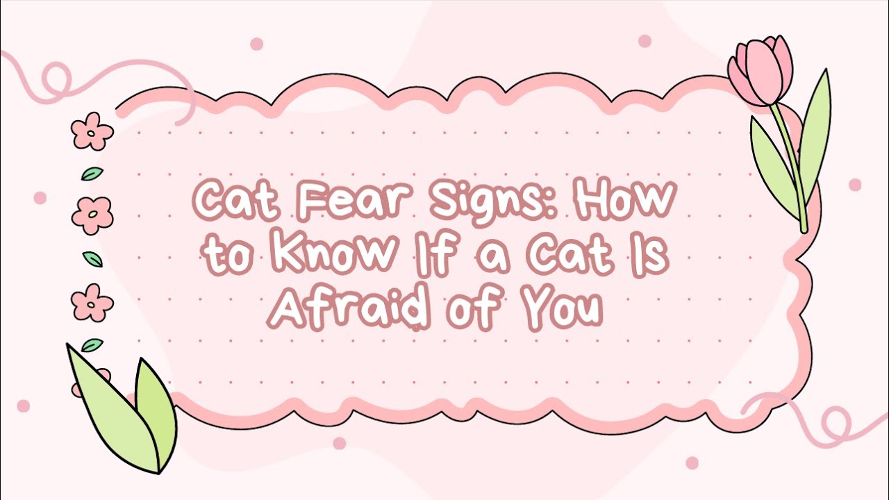 Cat Fear Signs: How to Know If a Cat Is Afraid of You