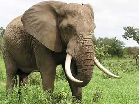 Wideo: Jak Oślepić Słonia