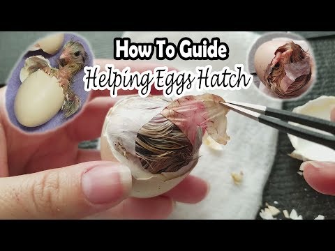 Video: How To Help A Chick Survive