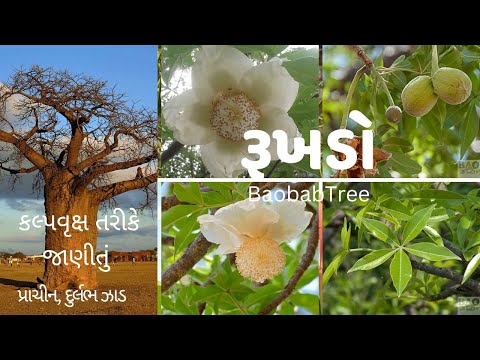 ગુજરાતમાં આ એક માત્ર છે વિશાળ કલ્પવૃક્ષ  ||This is the only huge kalpa tree in Gujarat.