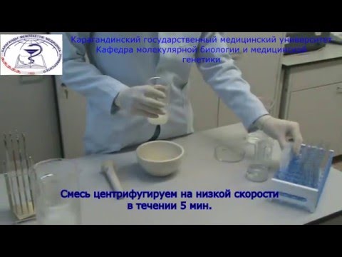 Выделение ДНК из растений