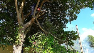 Cleaning Up, Burning Garbage, and Pruning Trees Obstructing Vision at Elementary Schools