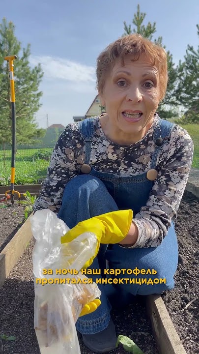 КОЛОРАДСКИЙ ЖУК теперь не проблема! #колорадскийжук #вредители # ...