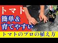【トマト】みんな知らない「簡単で育てやすい」プロの植え方はこちらです