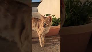 Mani loves his mom’s kitchen garden #kitten #pet #play #cute