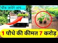 7 करोड़ का बिकता है यह पौधा | Most expensive plant | African blackwood plants