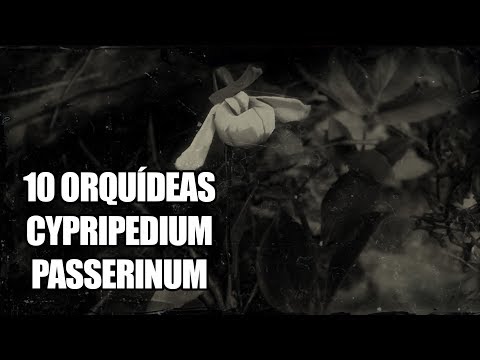 Video: Cypripedium O Zapatilla De Dama