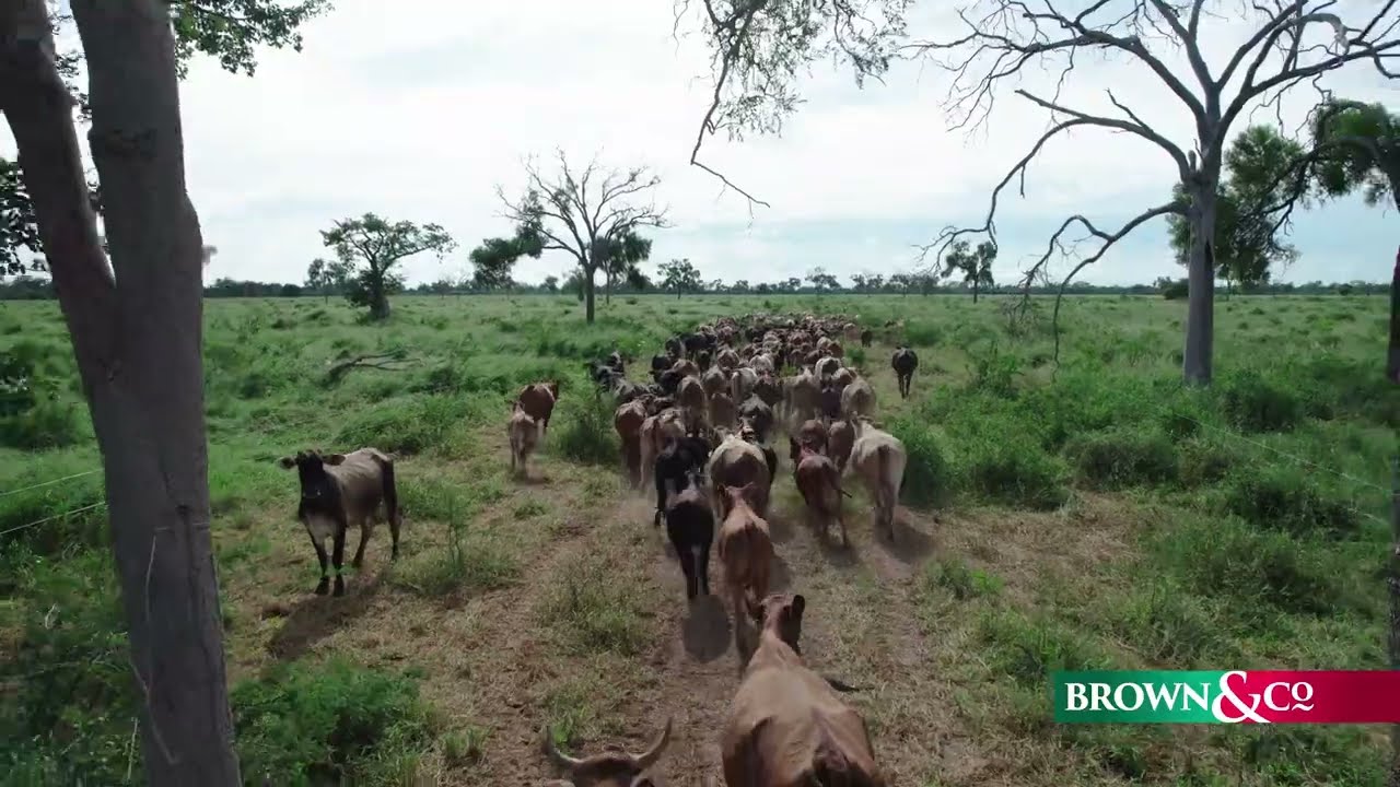 Paraguay - Large scale grass fed beef enterprise