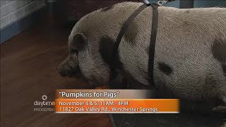Pumpkins for Pigs