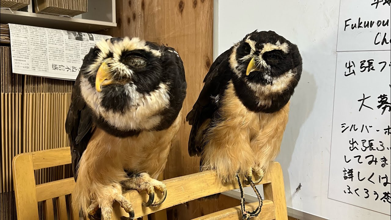 フクロウの夜会 ライブ配信】深夜作業終了後、フクロウとのライブ配信（30分ほど