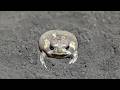 The Little Rain frog's Big Adventure