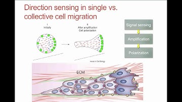 Imaris Learning: Modelling and Analysis of Collective Cell Migration