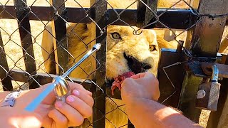 Introducing Our New Lion Pride - Meg and Icarus | The Lion Whisperer