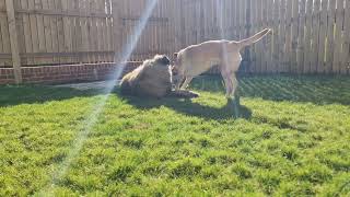 PLAY FIGHTING BETWEEN A LABRADOR AND LEONBERGER by THE GENTLE GIANT 204 views 2 months ago 2 minutes, 50 seconds