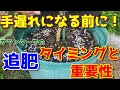 【ミニトマト】夏野菜はこの症状が出たら今すぐに追肥をしてください!【家庭菜園】