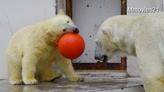 こぐまの情熱にタジタジ