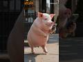 Be Careful! Piggy! You Are Walking On The Street 🐷 😂 #cute #funny #baby #animals #iphone