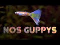 Guppys  nouvel aquarium floraquatic