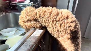 Pippa The Standard Poodle eating food out of the sink