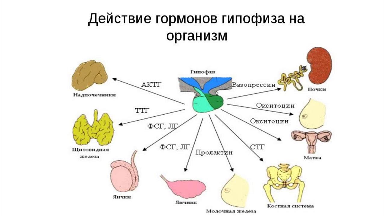 5 органы мишени