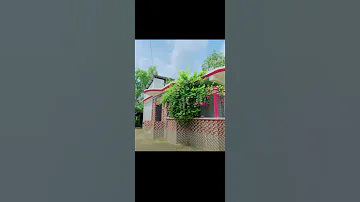 2025 Viral Video Cat YouTube Studio 