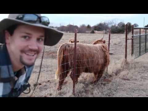 Scottish Highland Cows: A Unique Cattle Breed - Melissa K. Norris