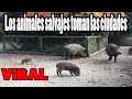 Los animales siguen llegando a las Ciudades