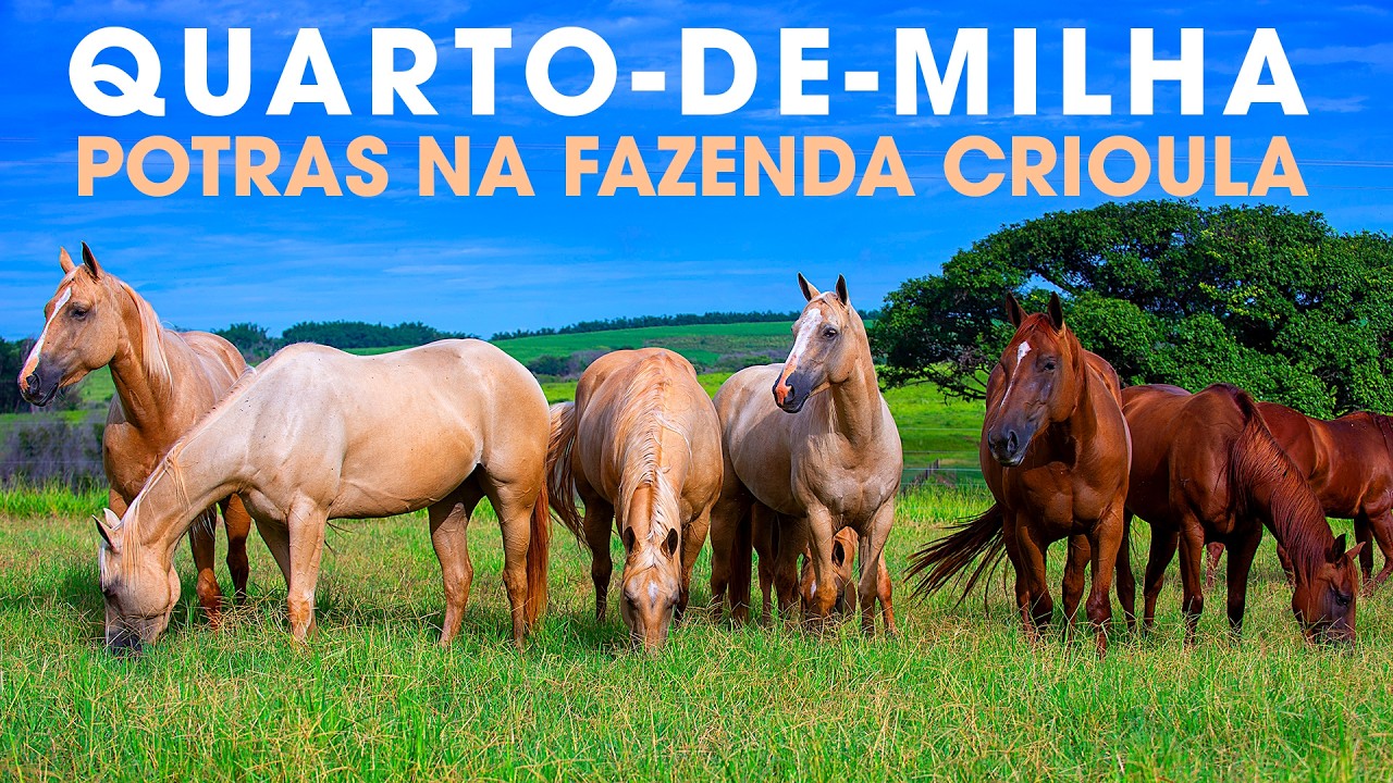 POTRAS QUARTO-DE-MILHA NA FAZENDA CRIOULA