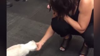 Taylor Swift's cat Olivia Benson meets the actress who plays Olivia Benson