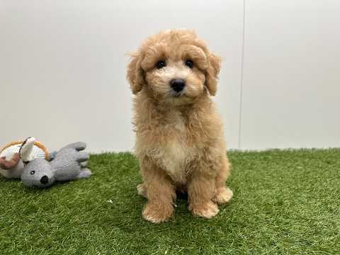 Video van Maltipoo Mannelijk Creme - PUP-ID 014729417 | Dierenhof Debrabandere