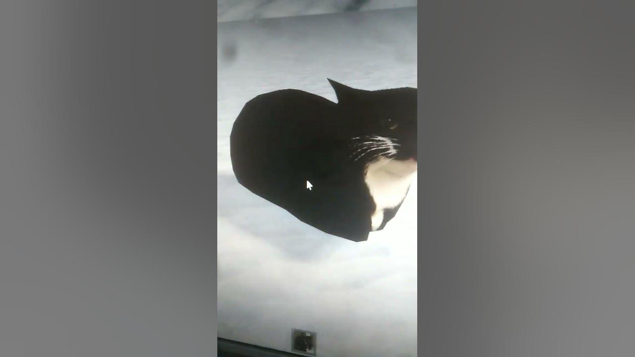 Maxwell cat (Кот Максвелла) #Влорд - YouTube