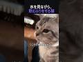 水を見ながら、飲むふりをする猫