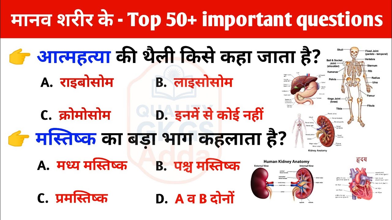 मानव शरीर से संबंधित महत्वपूर्ण प्रश्न/Human body important questions/Biology: Human body/Science/GK