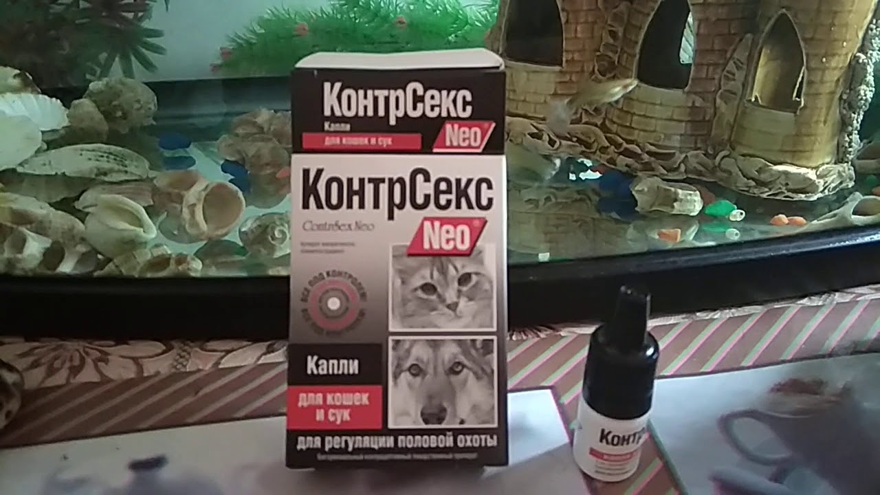 Про кошку. КонтрСекс капли для кошек.Четыри капли. Всё под контролем. ContrSex Neo.