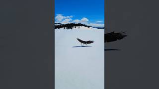 Bald Eagle steals my Trout!! #baldeagle #fishing #outdoors #nature #fish #adventure #river #rainbow