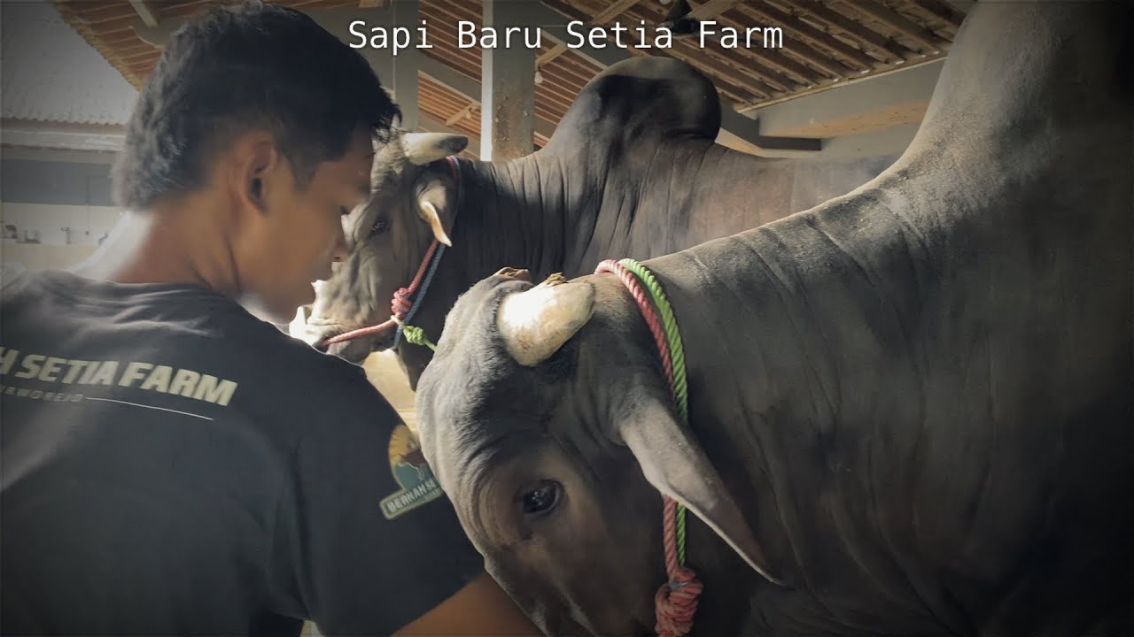 SAPI BARU SETIA FARM Full Sapi Terbesar dan Sapi Hitam🔥🔥