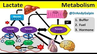 What Lactate is & What it ACTUALLY does: 25 Min Phys