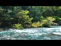 Peaceful Natural River ASMR 🌊 Pure Water Flow – No Rain No Music for Sleep &amp; Focus