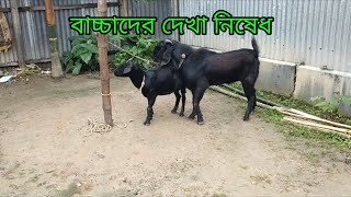ছাগল প্রজনন ।goat breeding