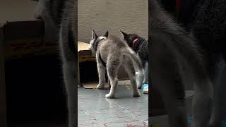 How Criminals Learn To Be Criminals #puppies #puppy #dog #dogshorts #husky #crime #street