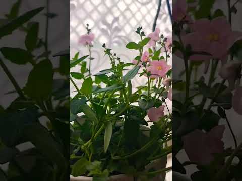 Video: Twinspur Bitki Bilgisi - Twinspur Diascia Nasıl Yetiştirilir