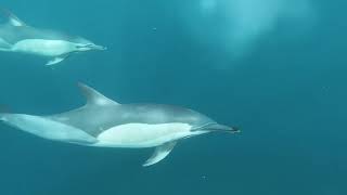 Musical Background, Image and Scenery 008 │ Underwater