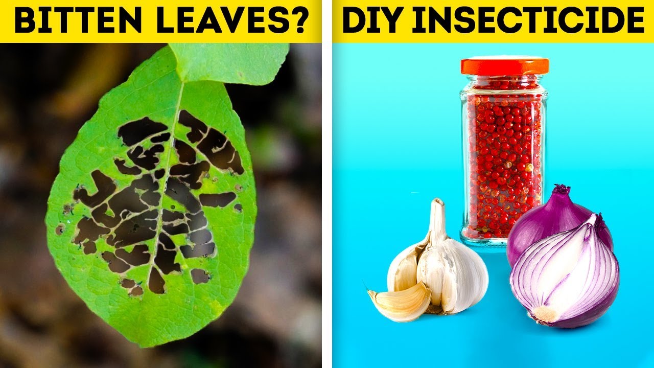 25 CLEVER HACKS TO IMPROVE YOUR GARDENING SKILLS