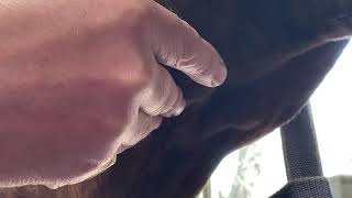 How to take a horse's pulse