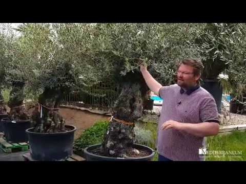 O L I V E N B A U M · auch ausgepflanzt im Garten!