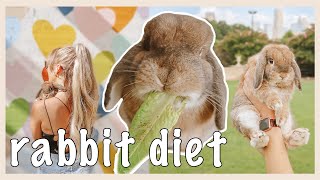 What My RABBIT Eats in a Day